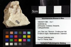 Foto (Objket + Etiketten) von Galatheites sp. 